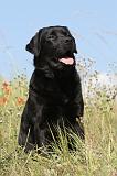 LABRADOR 407